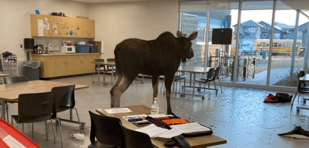 A MOOSE ENTRA NA ESCOLA